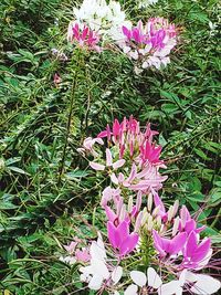 Close-up of pink flowering plant on field