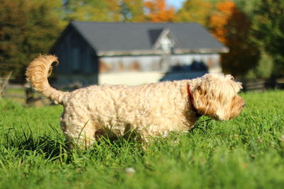 Dog on field