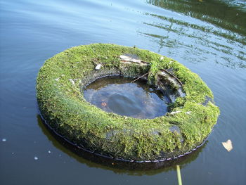 High angle view of moss growing on wheel