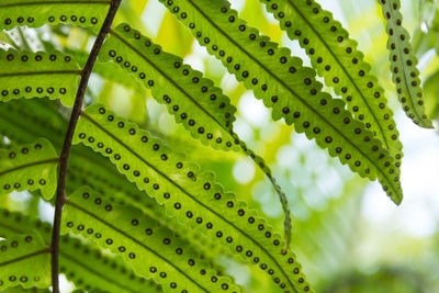 Close-up of fresh green leaves