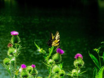 Butterfly pollinating on pink flower