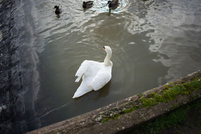 Swans swimming on lake