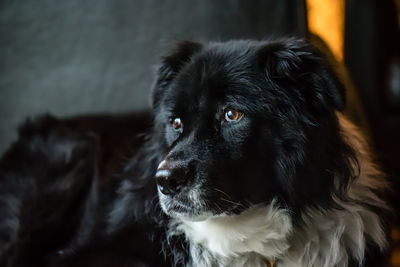 Close-up of black dog at home