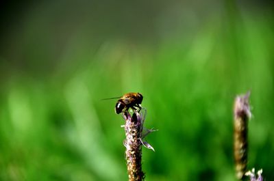 Close-up of insect on plant