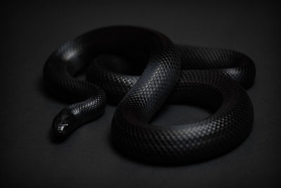 Mexican black kingsnake curled up on a black background