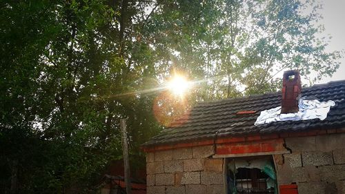 Low angle view of sun shining through tree