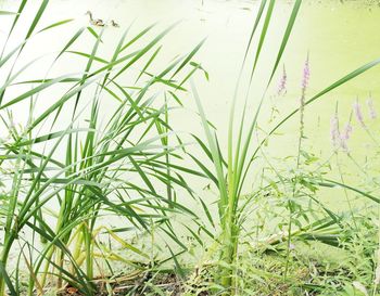 Close-up of fresh green plants in field