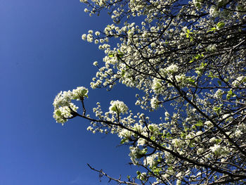 Low angle view of tree against sky