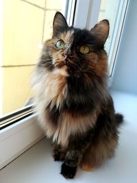 Close-up portrait of a cat