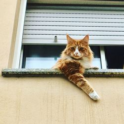 Portrait of cat sitting outdoors