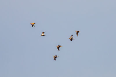 Low angle view of birds flying against clear sky