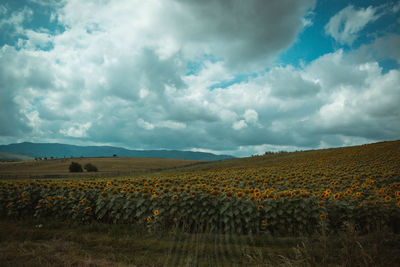 Scenic view of field against sky