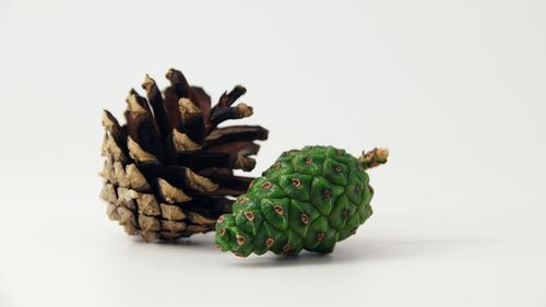 Close-up of pine cone against white background
