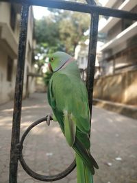 Close-up of parrot perching on branch