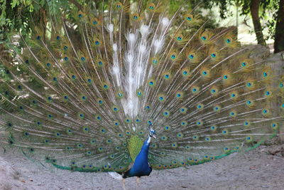 Peacock on grass against trees