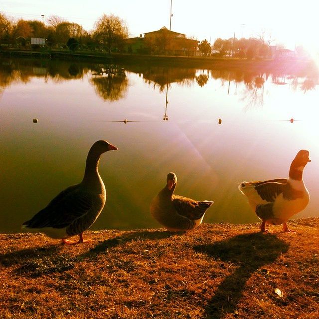 bird, animal themes, animals in the wild, wildlife, water, duck, lake, flock of birds, togetherness, sunset, reflection, nature, medium group of animals, goose, sunlight, lakeshore, mallard duck, outdoors, canada goose