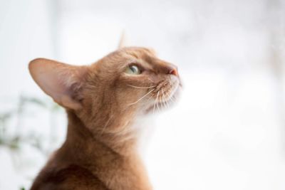 Close-up of a cat looking away