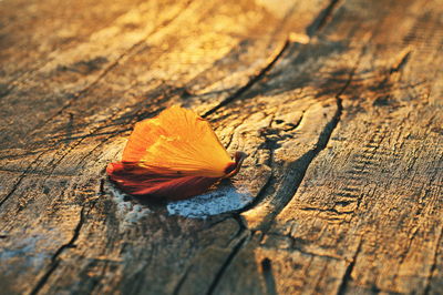 Close-up of leaf on wooden plank