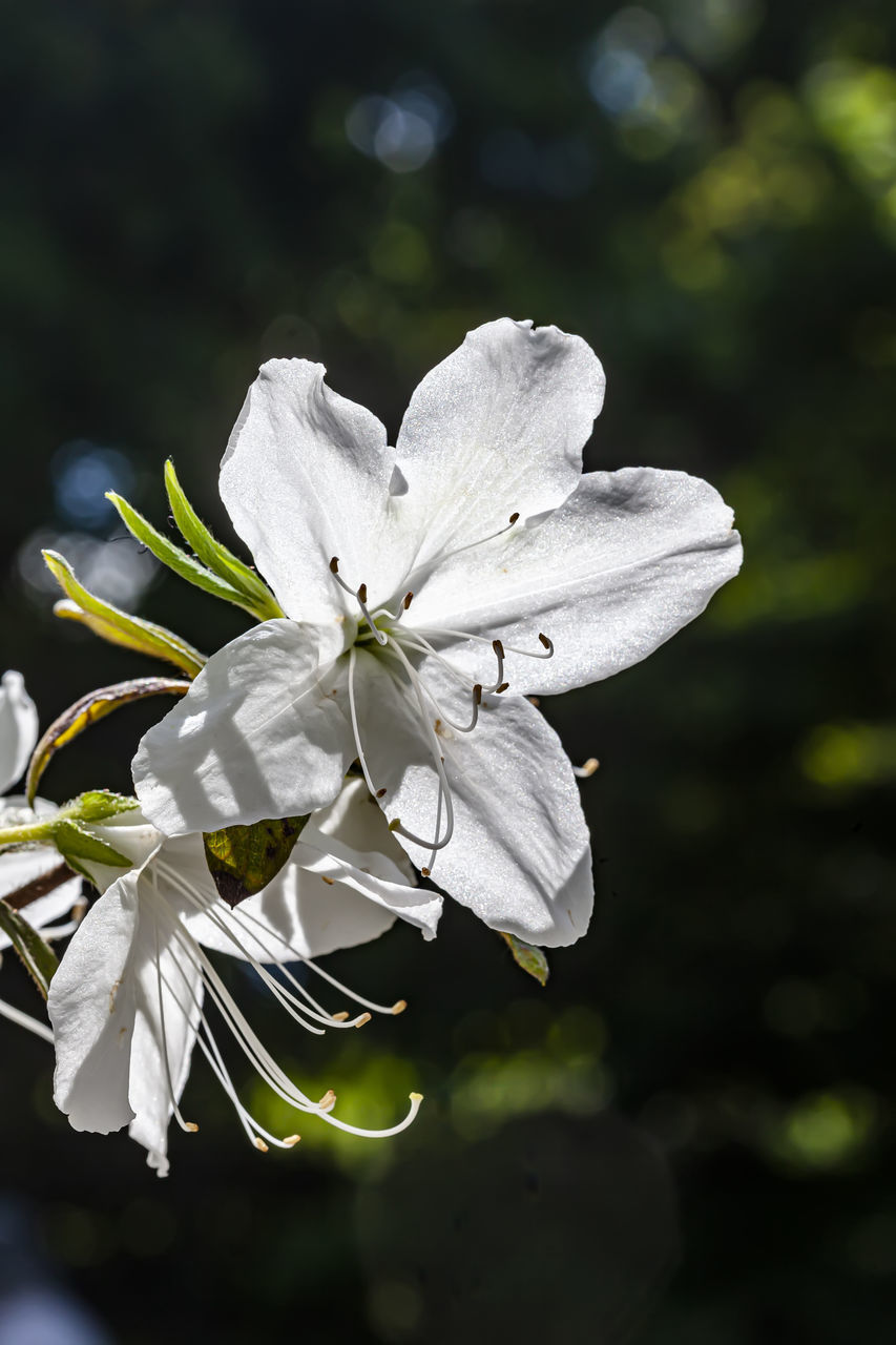 CLOSE-UP OF WHITE ROSE FLOWER