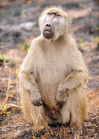 Baboon monkey looking away while sitting on land