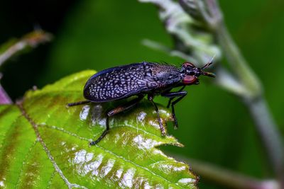 Close-up of insect on plant