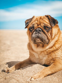 Portrait of a dog on beach