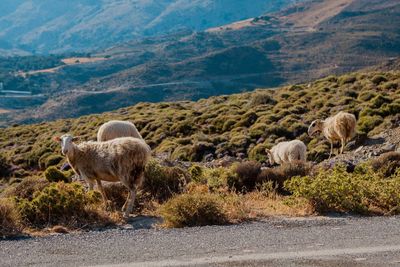 View of sheep on road