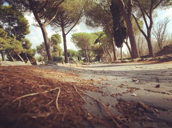 Trees in park
