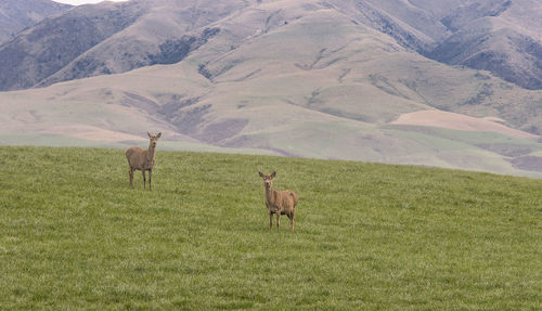 Deer on grass against mountain