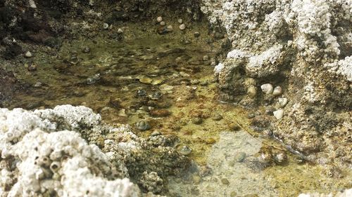 High angle view of starfish on rock