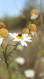 Close-up of bee on white flower