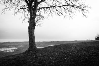 Bare tree on field against sky