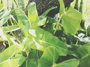 Close-up of green leaves on plant