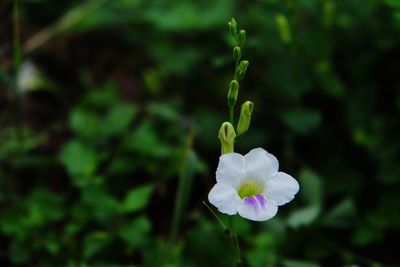 Close-up of white flower blooming outdoors