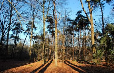 Trees in park