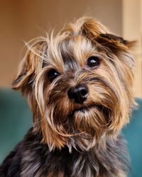 Close-up portrait of a dog