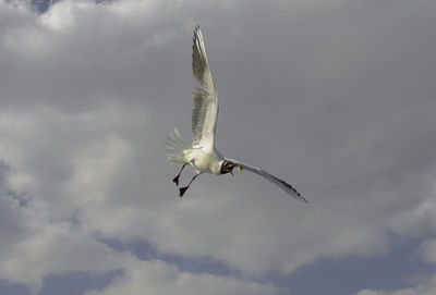 Low angle view of eagle flying against sky