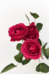 Close-up of red roses against white background