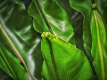 Close-up of green leaves on plant