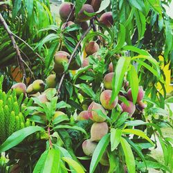 Close-up of fruits growing on tree