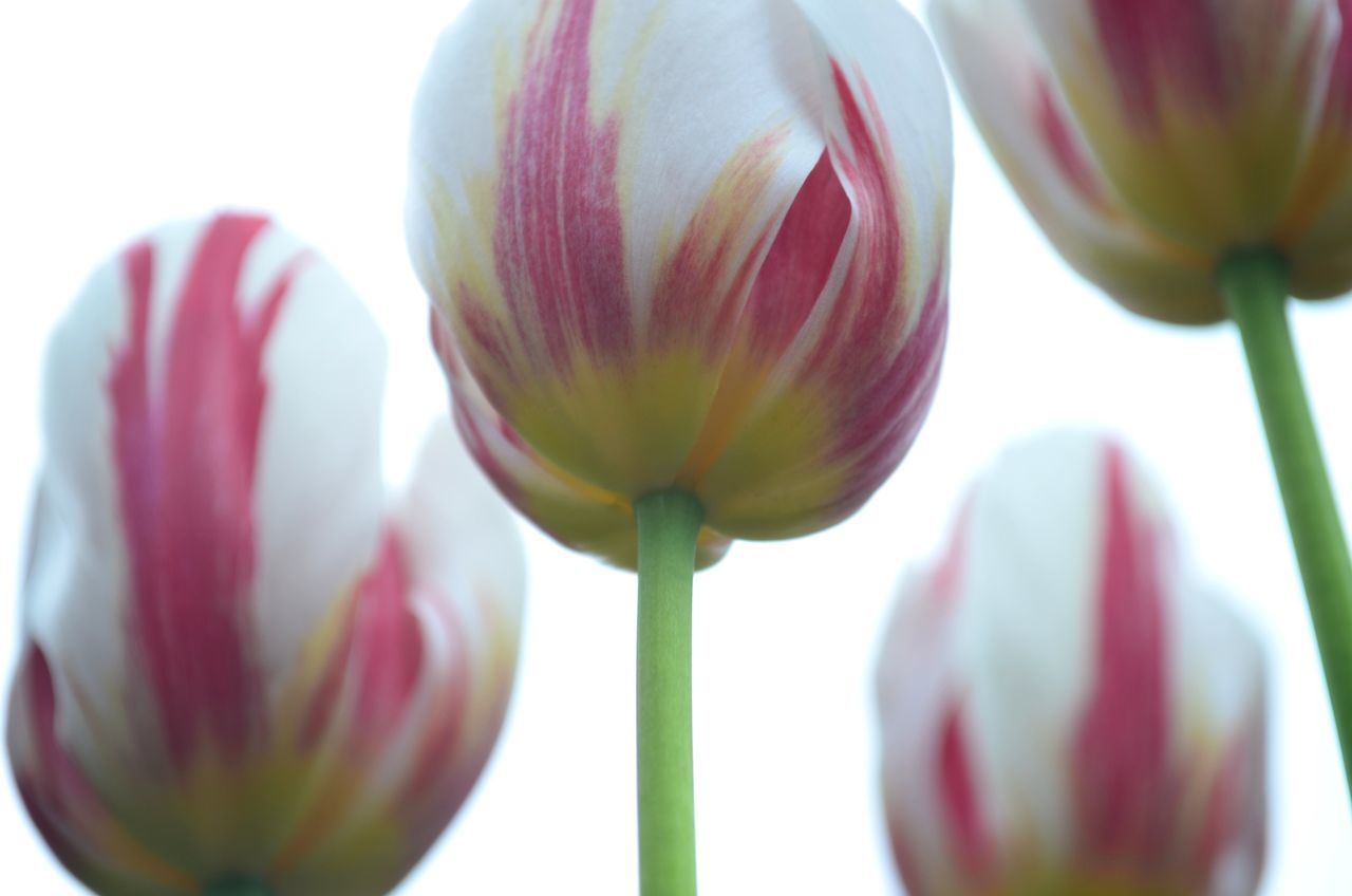 CLOSE-UP OF PINK TULIPS