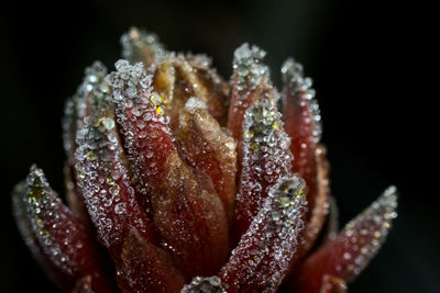 Close-up of red chili peppers on black background