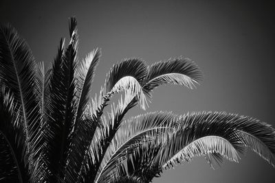 Low angle view of palm tree against clear sky