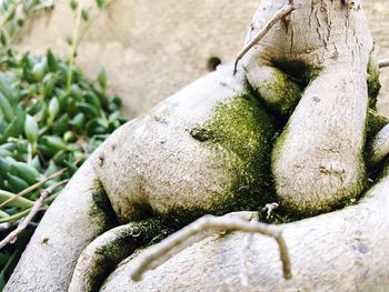 Close-up of plant growing on rock