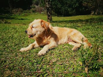 Dog relaxing on grass