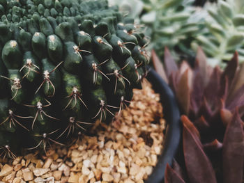 Close-up of succulent plant