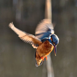 Close-up of bird flying