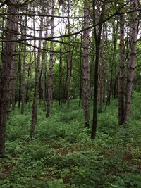 Trees in forest