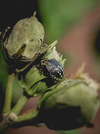 Close-up of insect on leaf