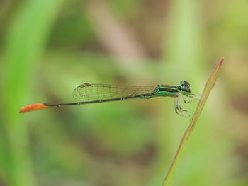 Close-up of damselfly on leaf